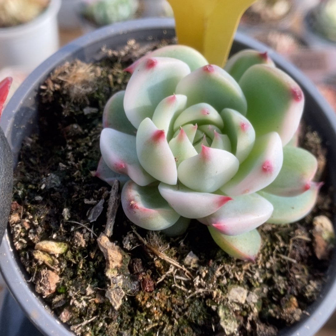 236吉娃娃锦锦锦锦锦