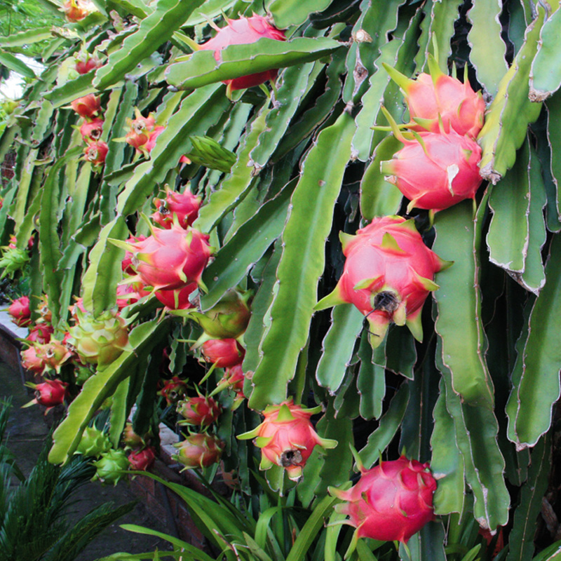 火龙果苗红皮红肉红心室内盆栽地栽嫁接特大果树阳台种植当年结果