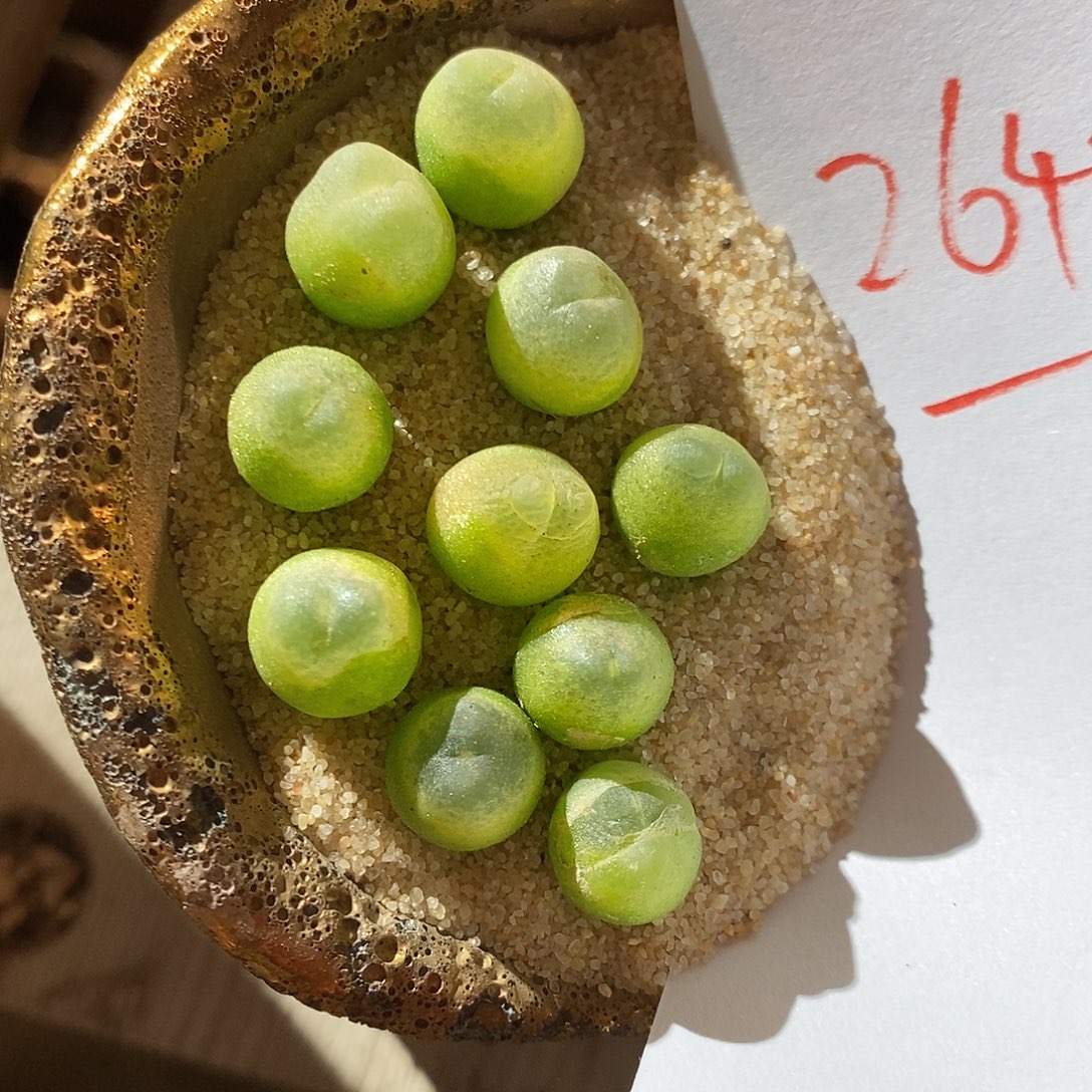 26421。   一颗紫皮拉登。  