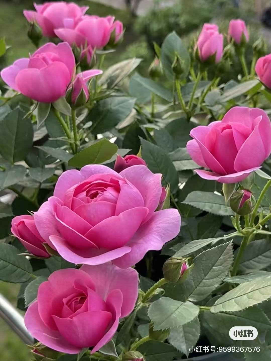 淑女棒棒糖月季玫瑰花，大棵80到1米粉芭比玫瑰带花苞发货庭院阳台