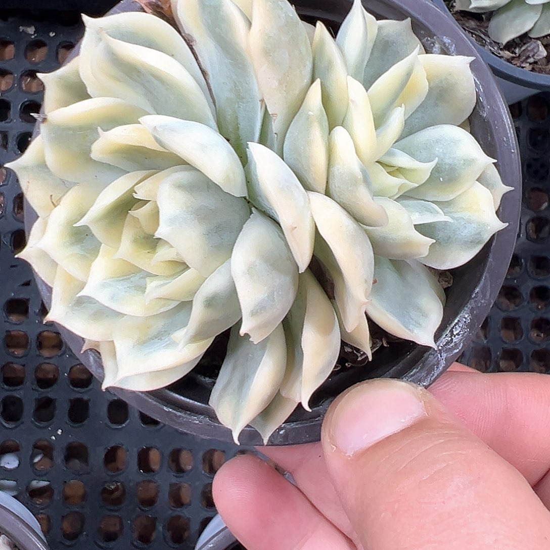 昂斯诺锦 小方花圃一单包邮非偏远