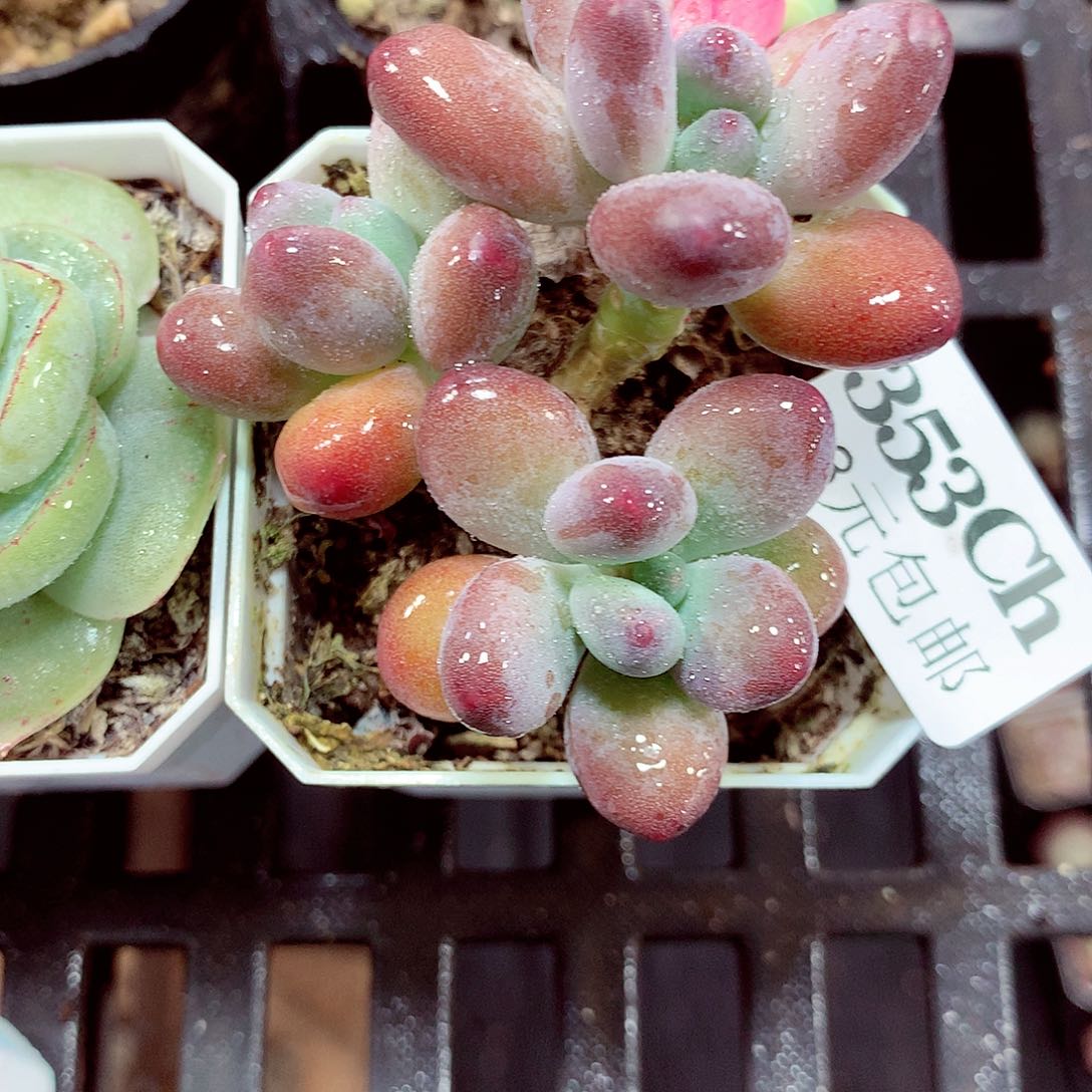 5厘米盆精控多肉353