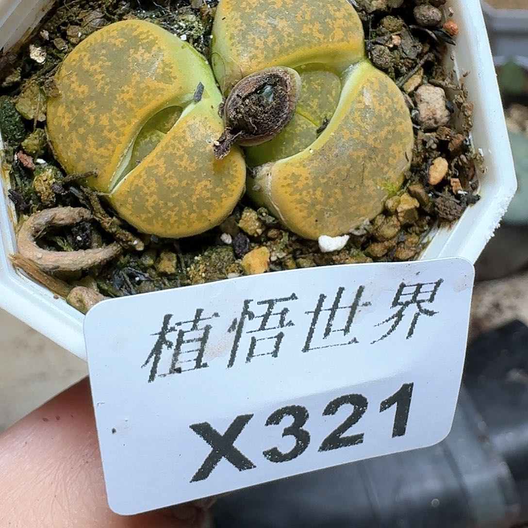 321号多肉植物哇c
