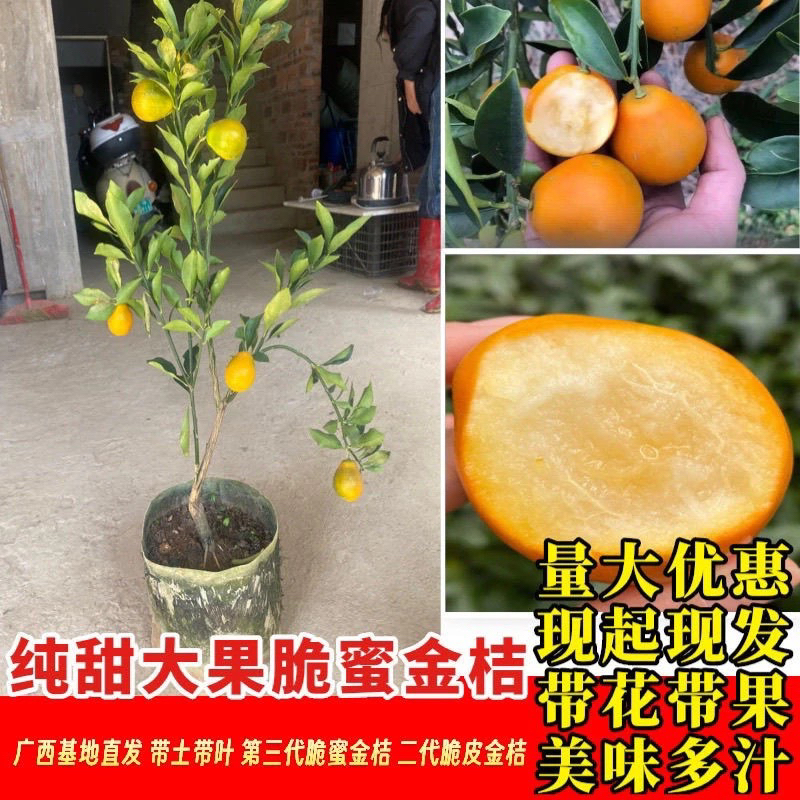 第三代特大脆蜜金桔超甜无籽金桔树苗四季橘子水果带皮吃盆栽