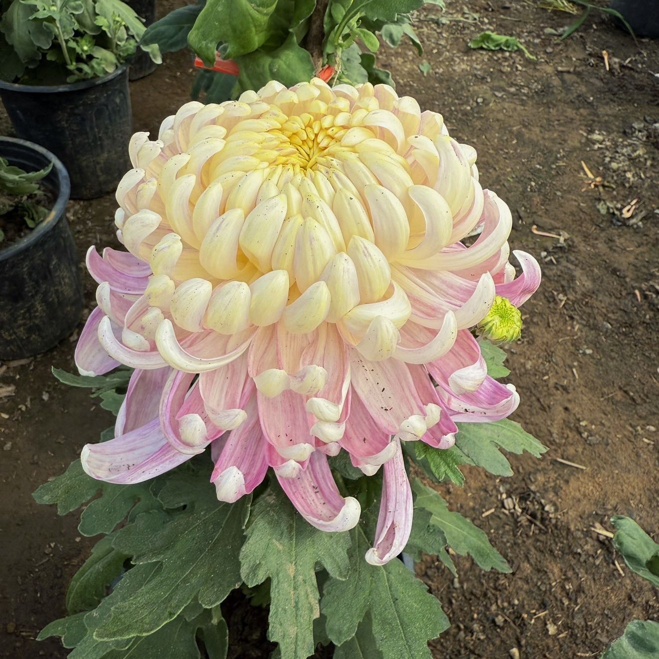 一盆三色必带国华长春断枝掉包不收货慎拍