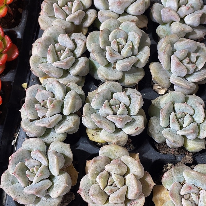 小超奶2.8带土发货