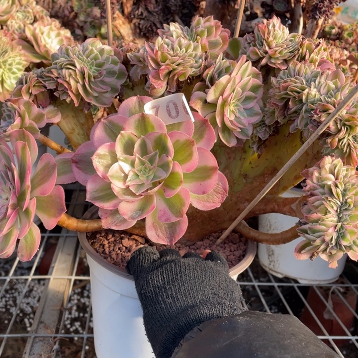 35厘米左右倾城缀微瑕