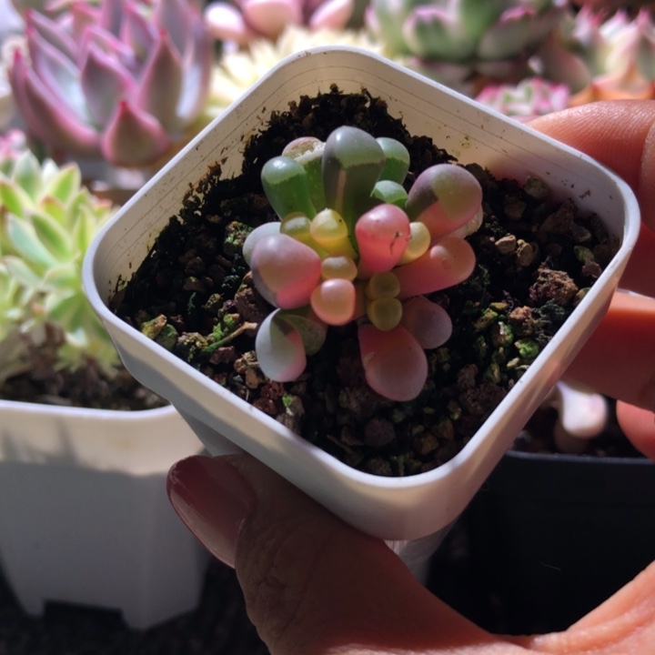 福利五十铃玉锦有根