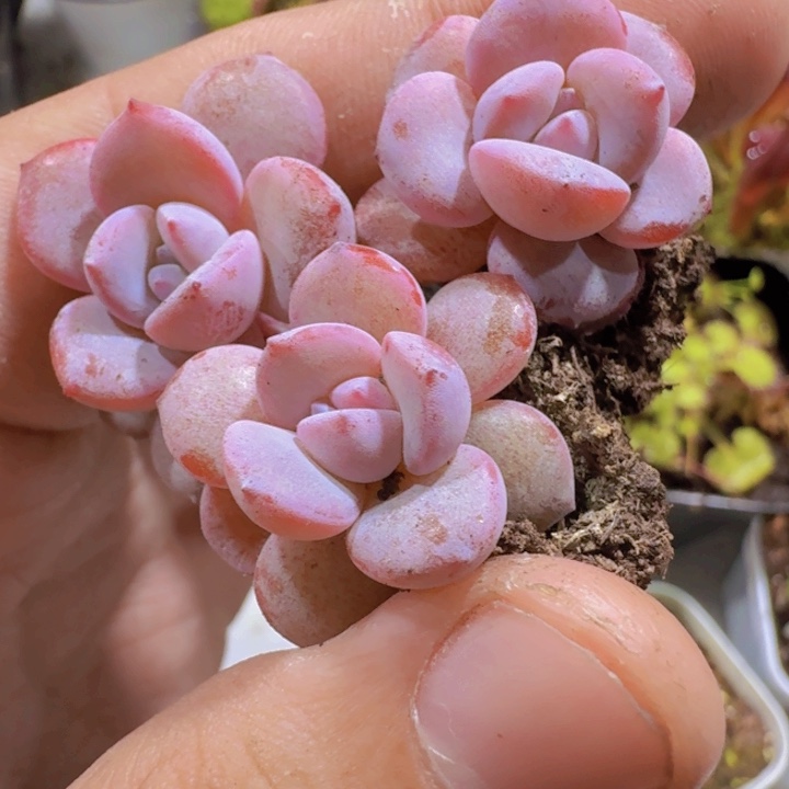 韩版奶茶五颗一组