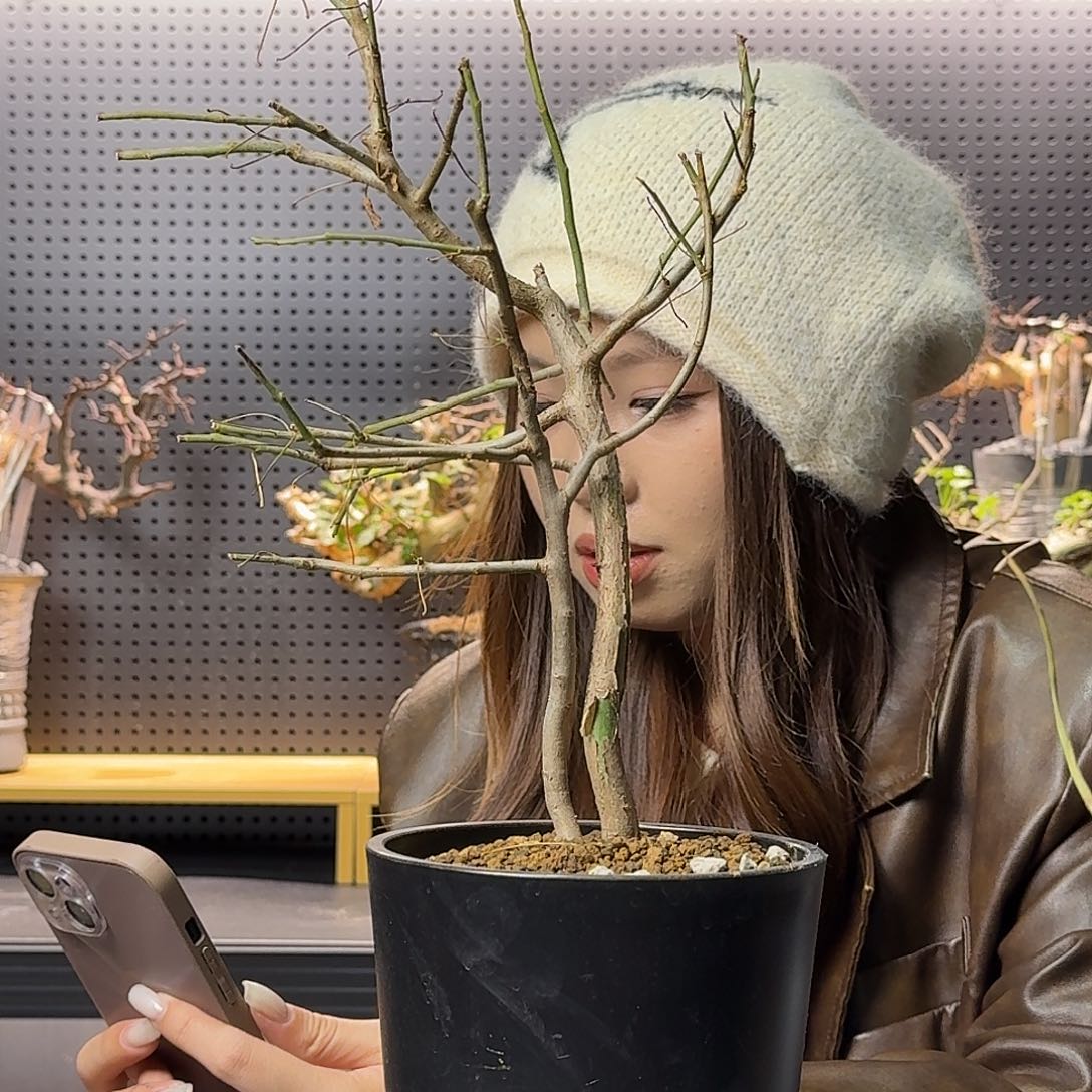 黄金橄榄带盆发货