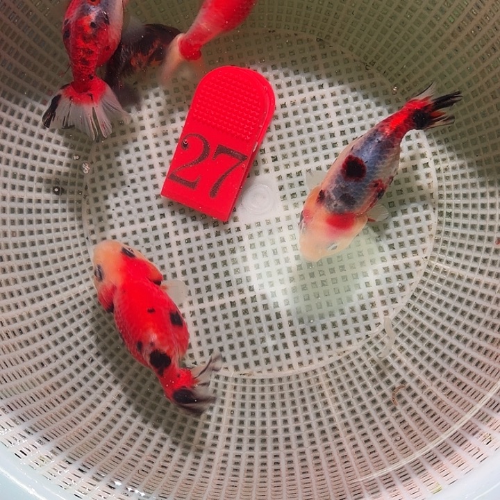金鱼27号尺寸4-6区间