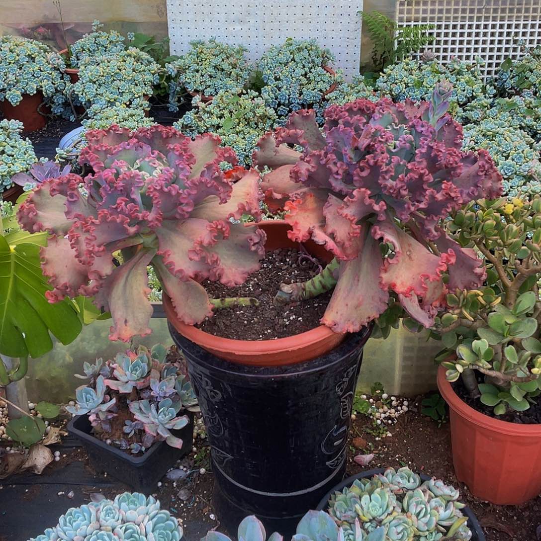 女王花笠2头多肉包菜砍过