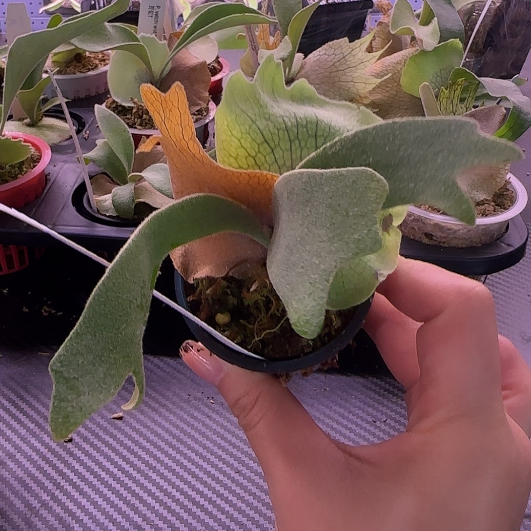 侏儒银爪哇鹿角蕨