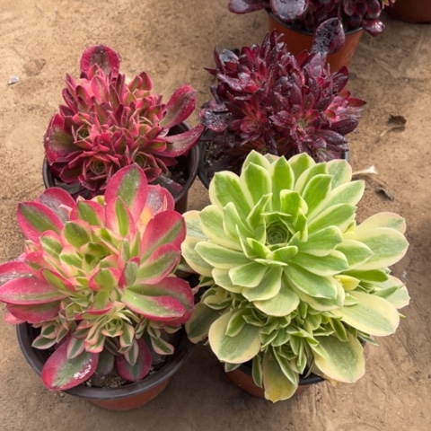 090多肉植物组合