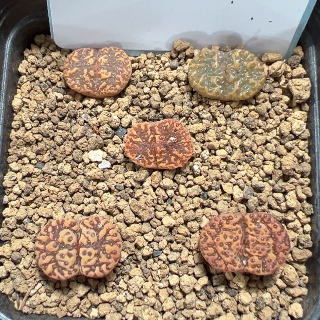 5-135泡泡勋章多肉植物