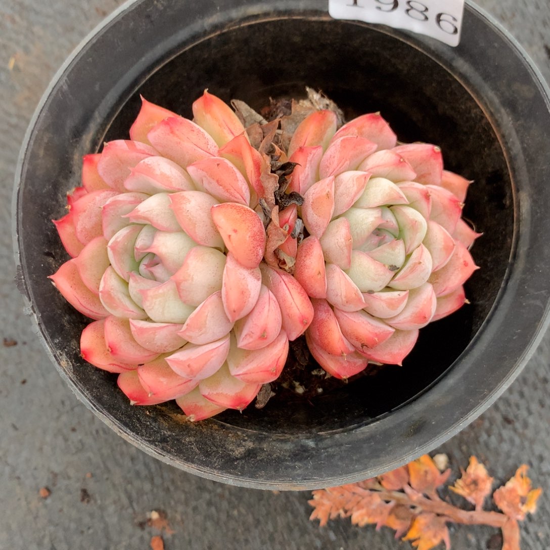 1986杂交精品基地8厘米