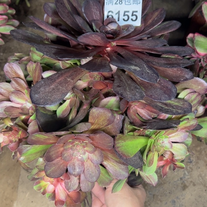 6155南花月夜多肉植物