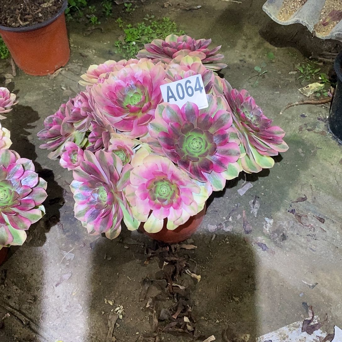 快***乐雨荷多肉植物064000