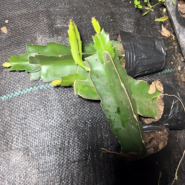 闪耀的火花嫁接单片小苗一颗15.8