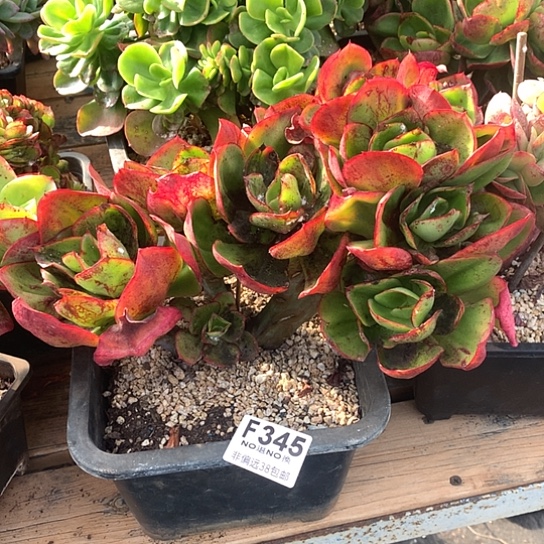 臭***活红菱朵朵345 亏本处理7-8天发货