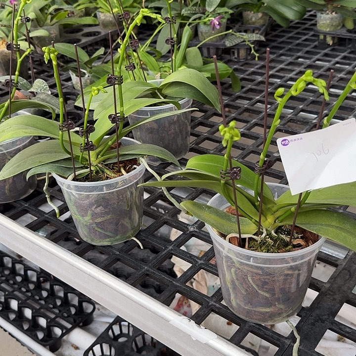 x***u大部分开放少量花苞106