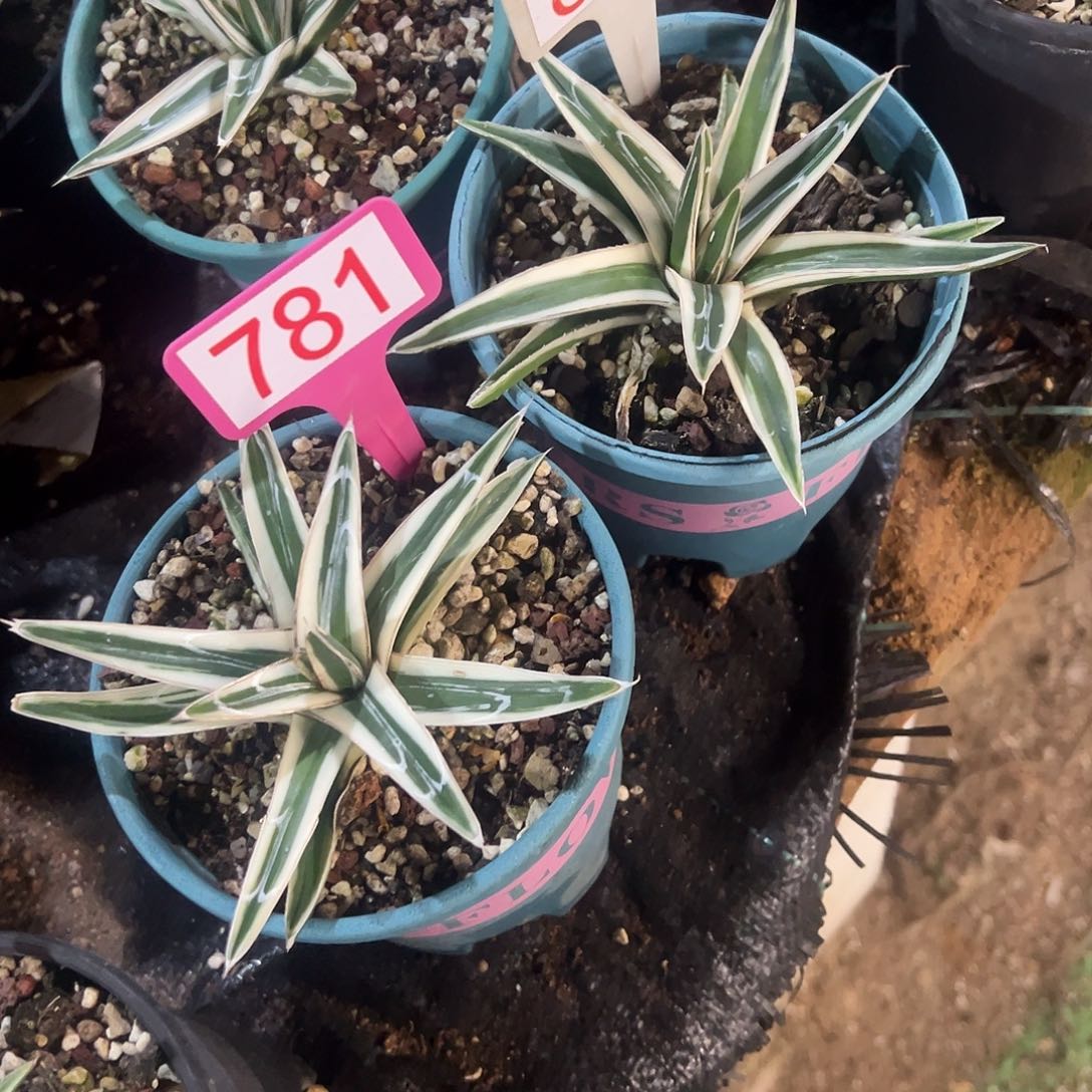 七****冰山龙舌兰781.843