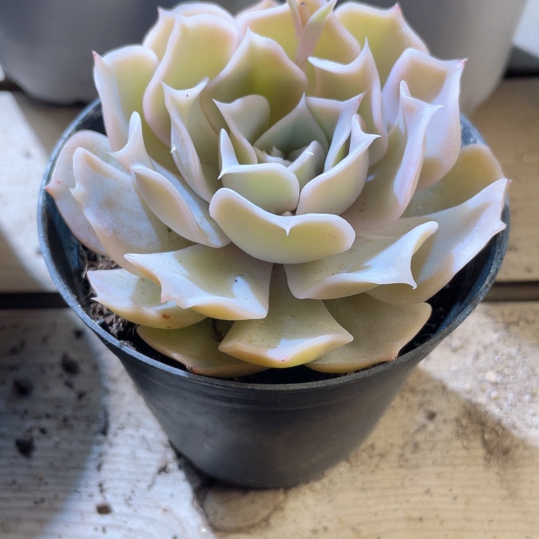 1123  沙漠骆驼  六月六