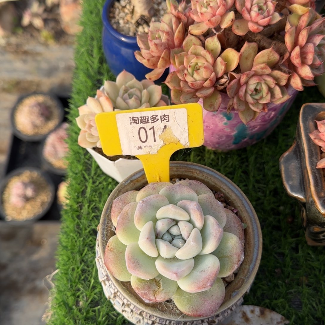 根***的多肉植物冰玉琼生冰玉单头包