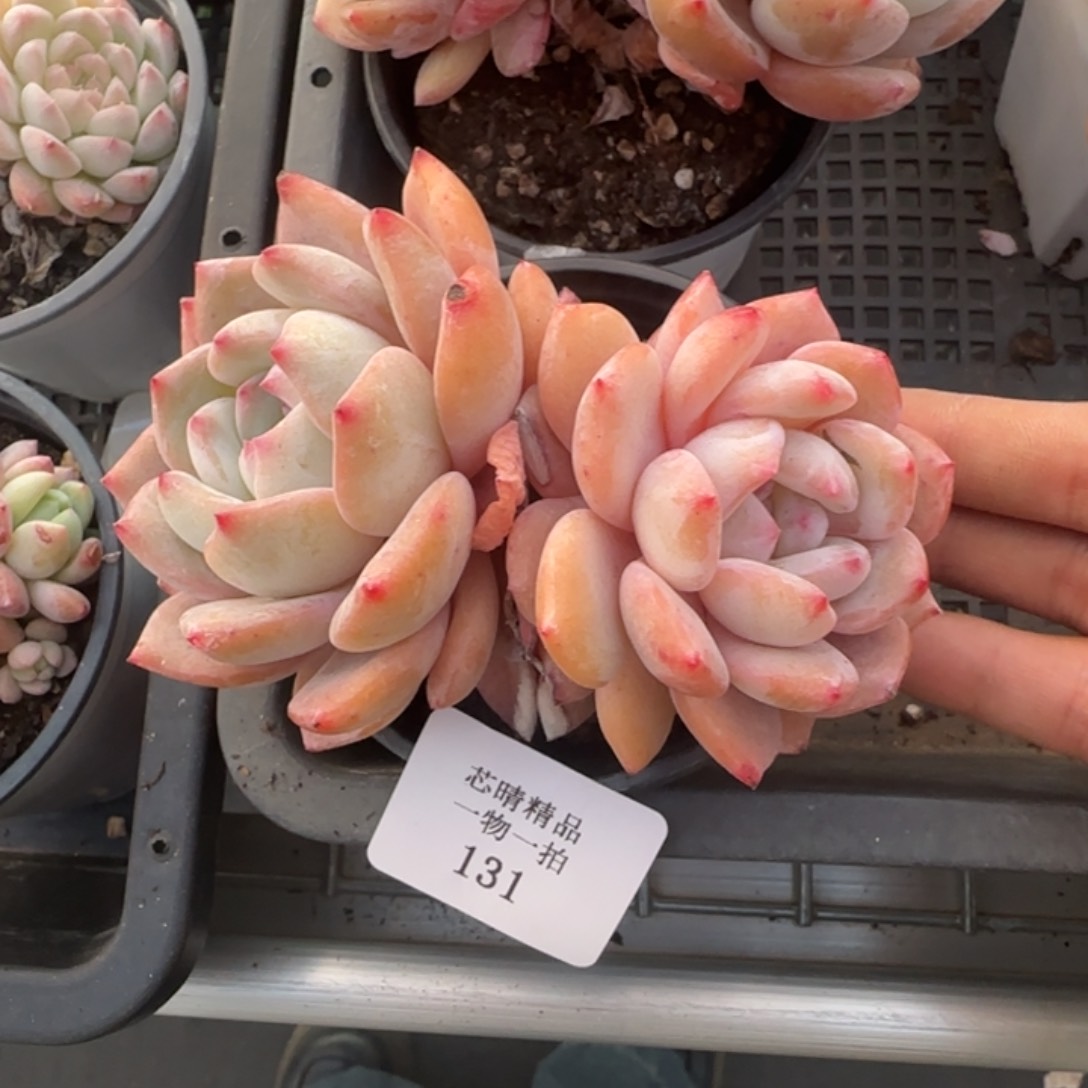 闪购精品多肉131号