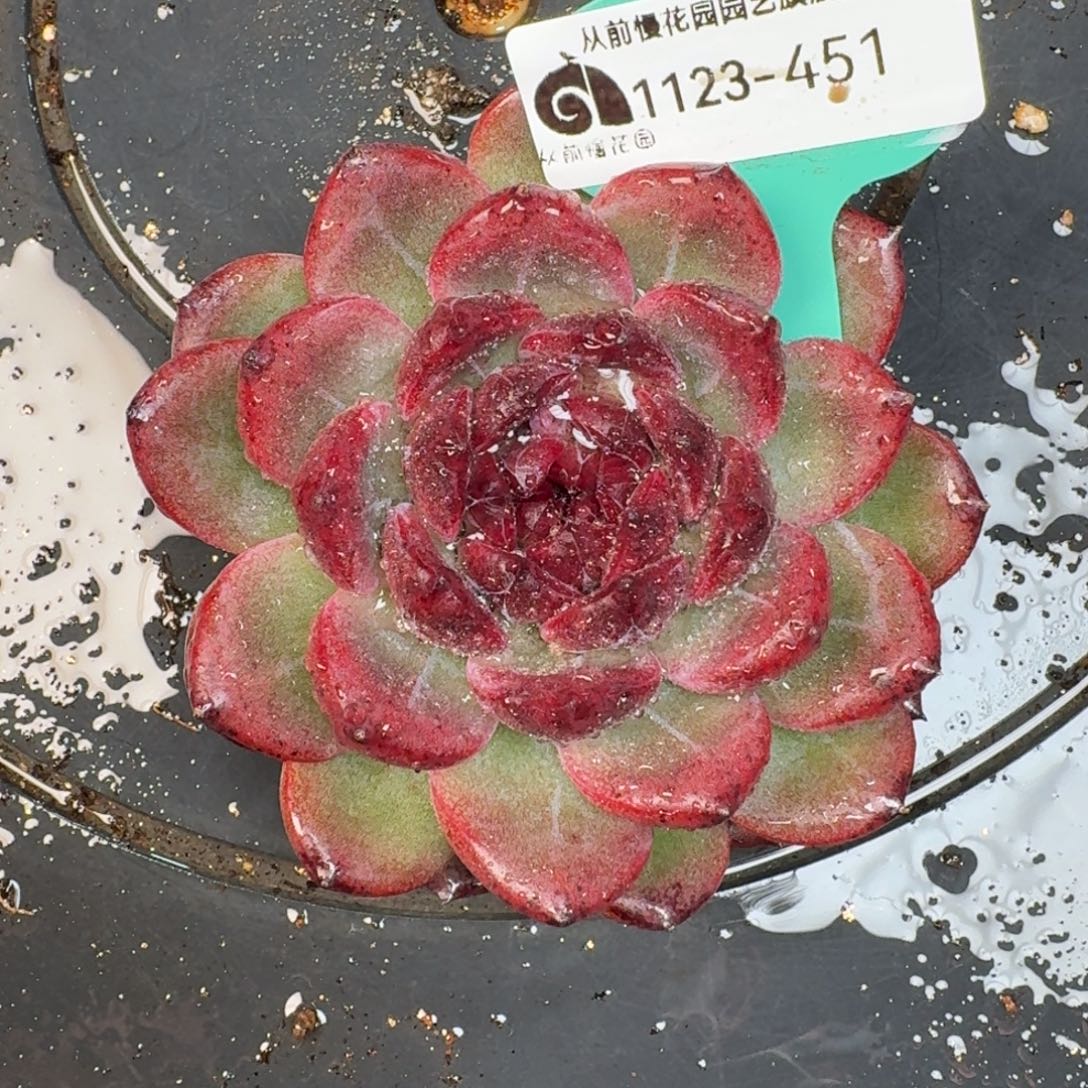 从前慢花园多肉编号1123.451