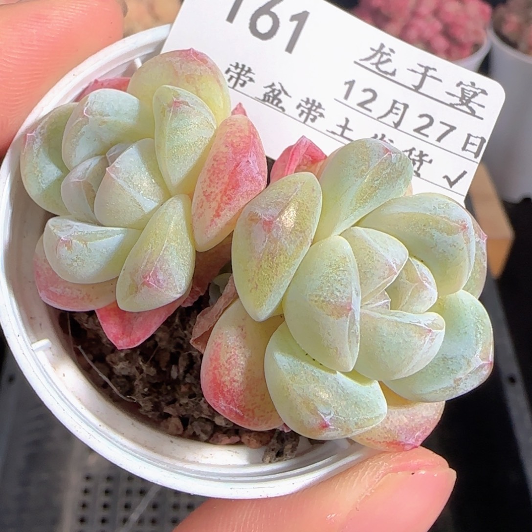 多肉1227-161冰玉双头