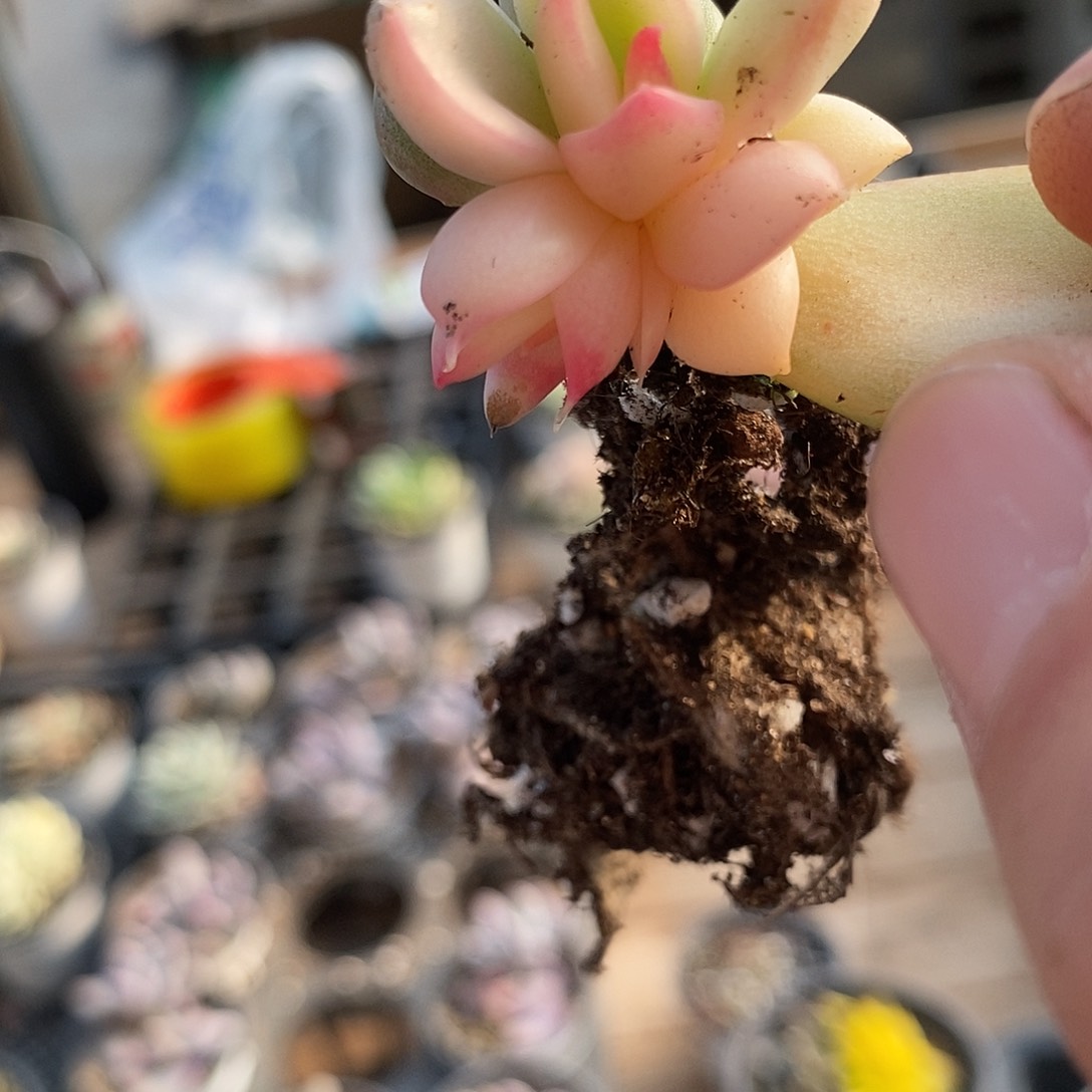 253多肉植物哇啦塞哇啦塞