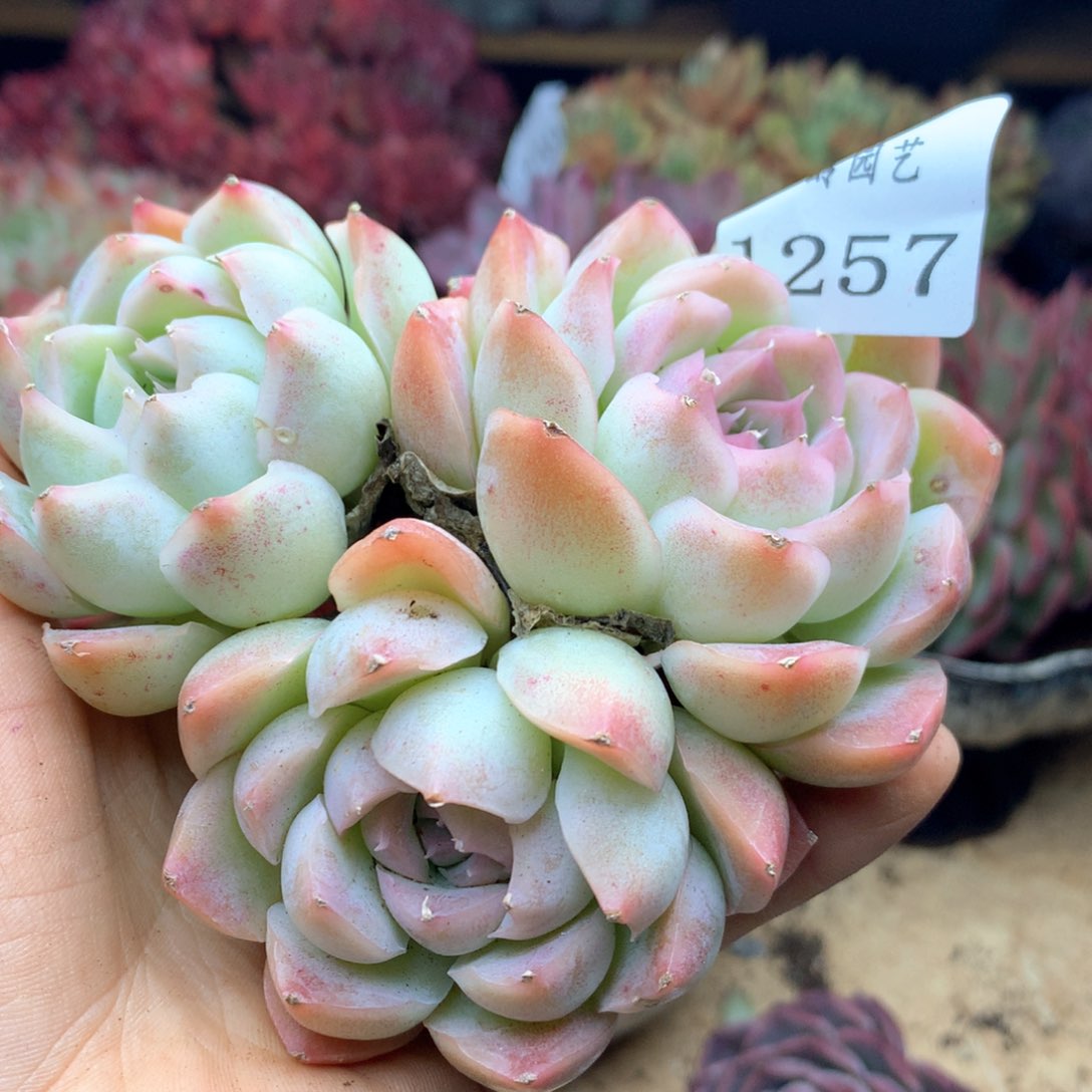1257杂交多肉植物