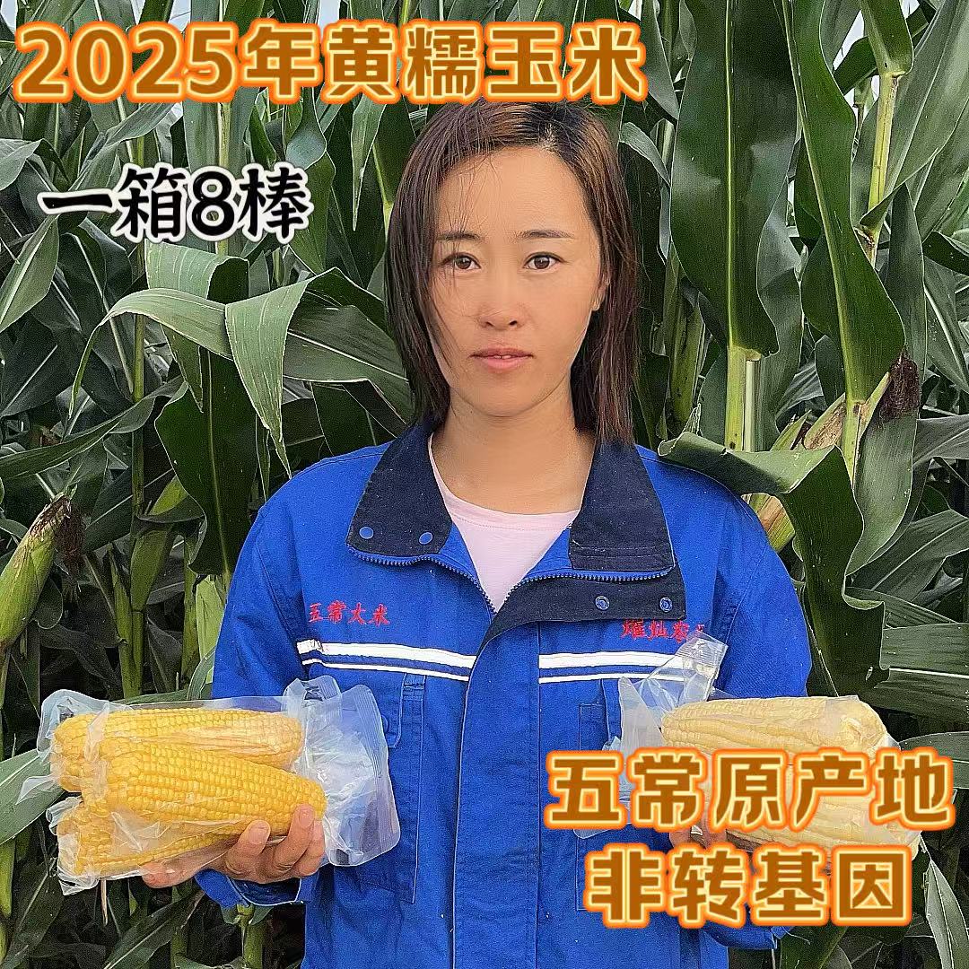 熣灿农源2025年东北黄粘糯玉米一箱8棒非转基因五常直发好吃
