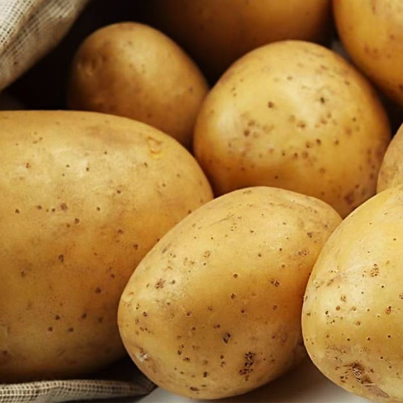 四川乐山【2025新土豆】农家土豆 新鲜黄皮土豆 批发蔬菜整箱马铃薯