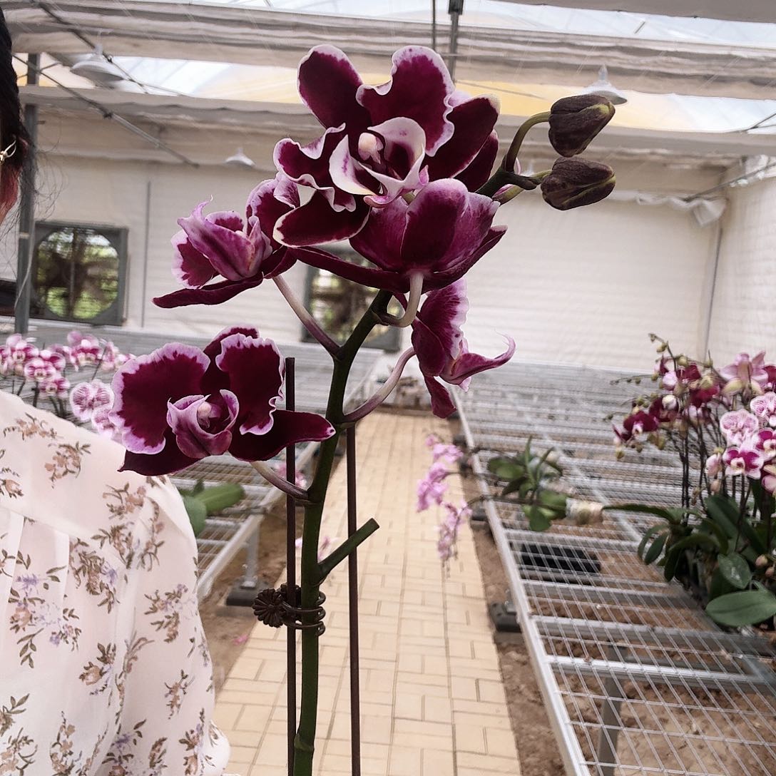 完全开放拉丁舞裙1颗单肩215