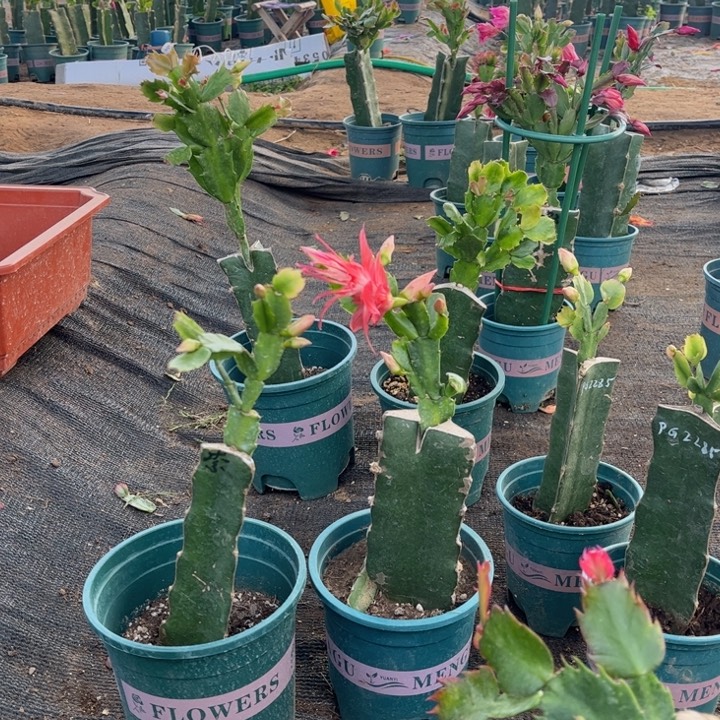 补***市花架5套发货0000000