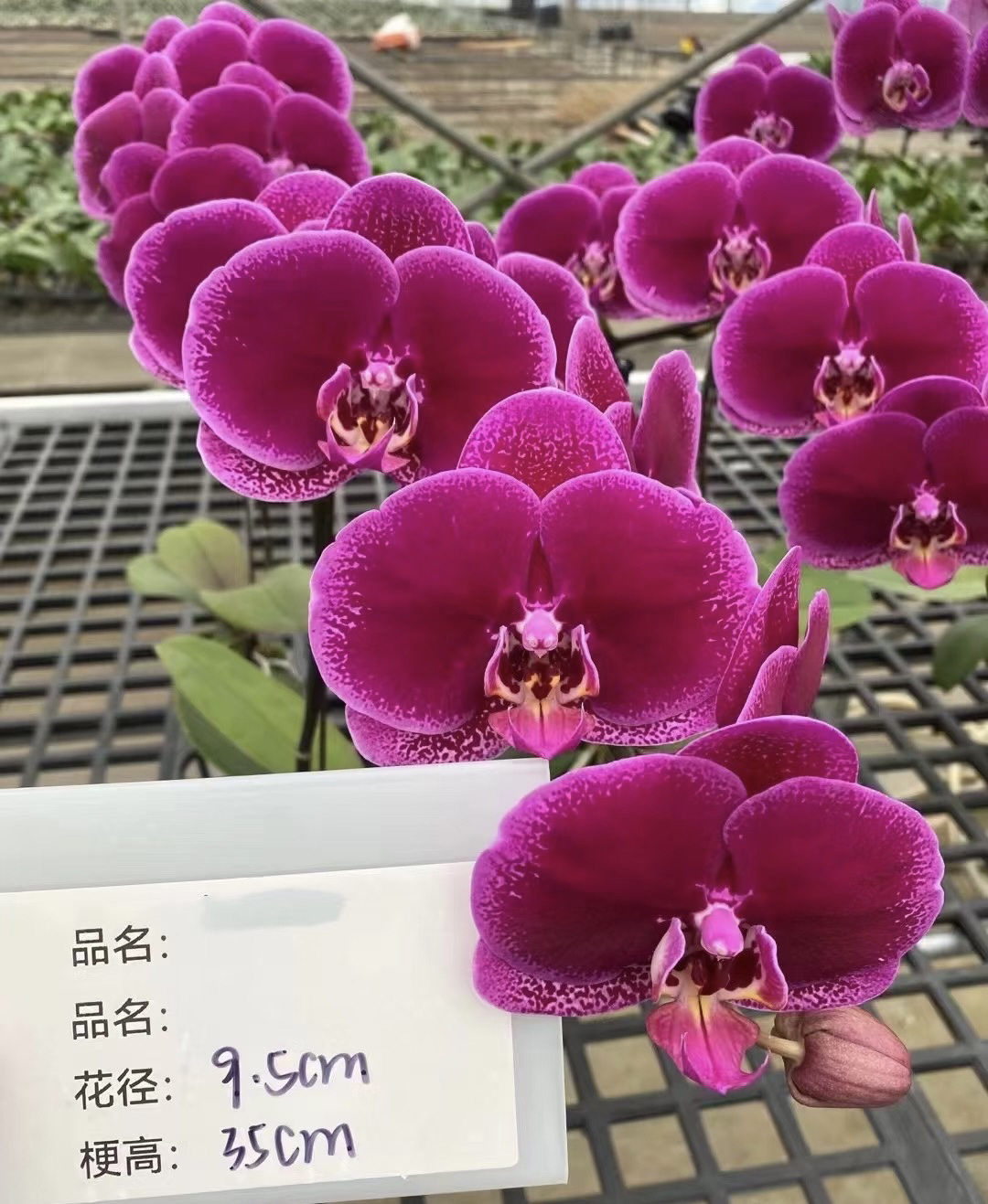 黑玫瑰蝴蝶兰3.5加高成熟苗不带花不带花苞成熟苗叶片瑕疵