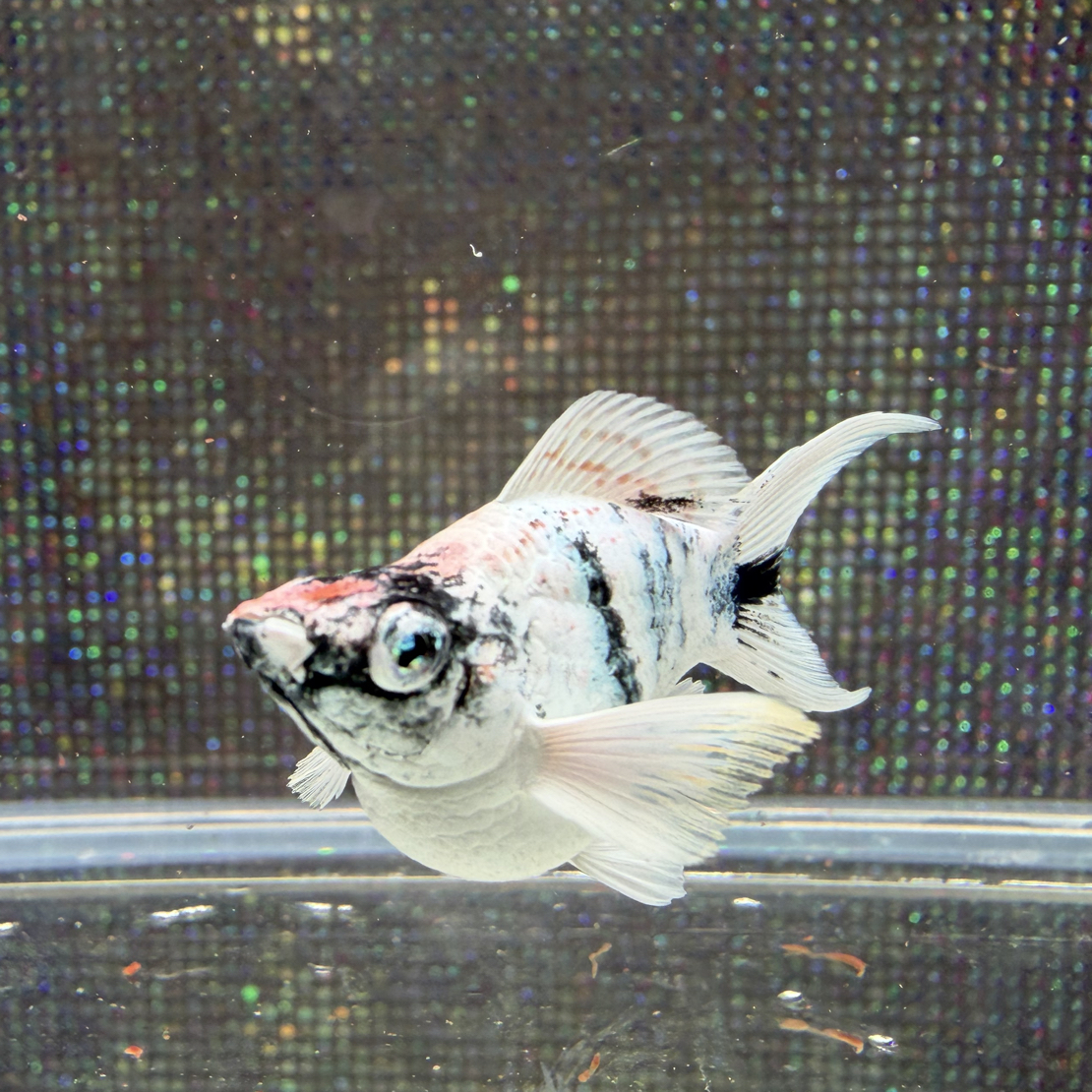 原线泰系红头钻眼Molly鱼（燕尾已定水）