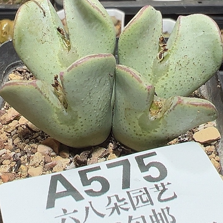 575号特价少将xyxyxyxyxy