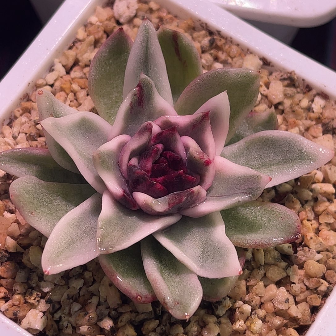 尚品园艺福利紫水晶锦