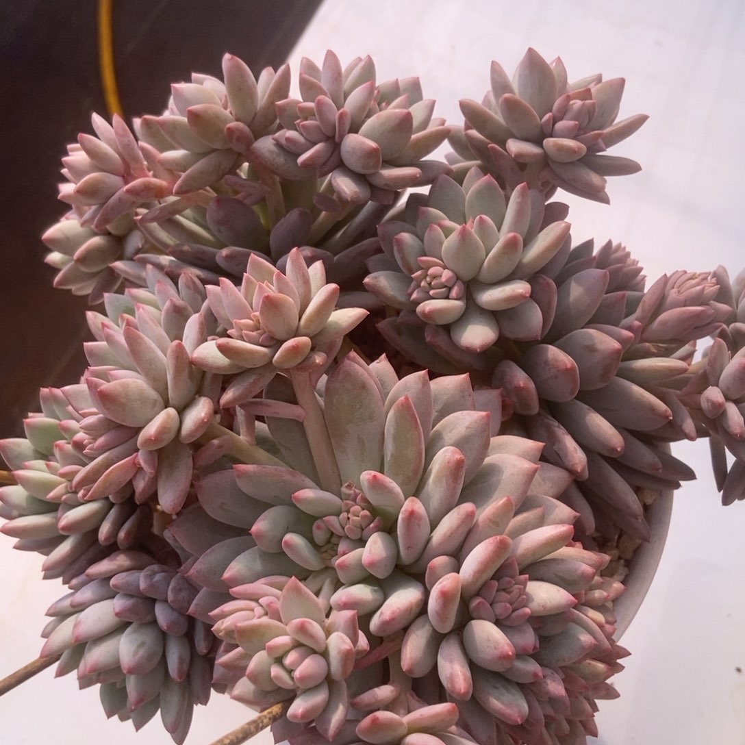 明珠群生多肉多肉