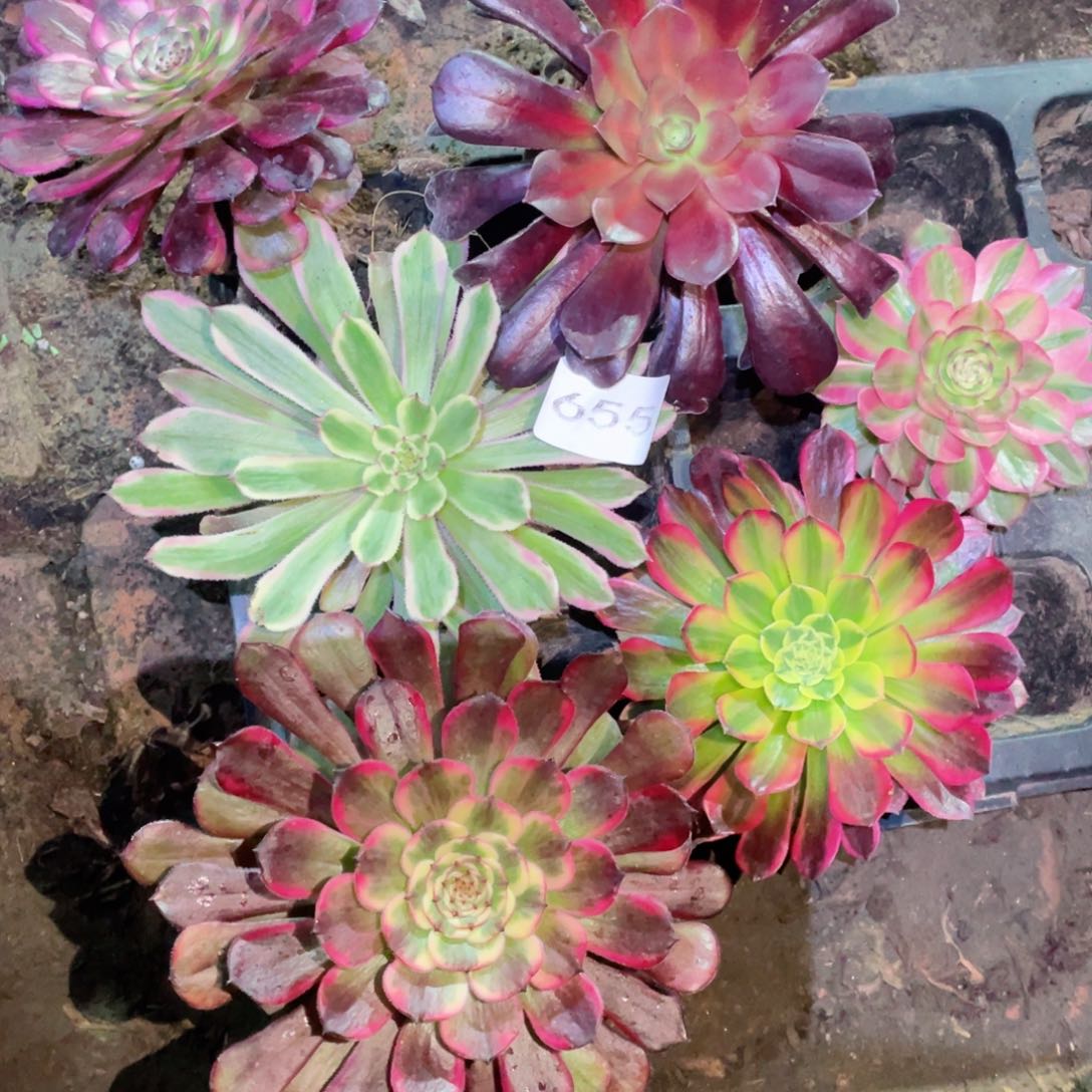 多肉植物组合6颗655