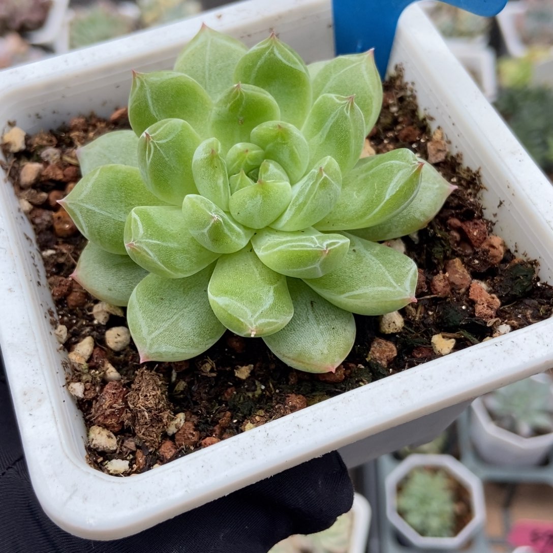 2022雪花珍妮多肉植物