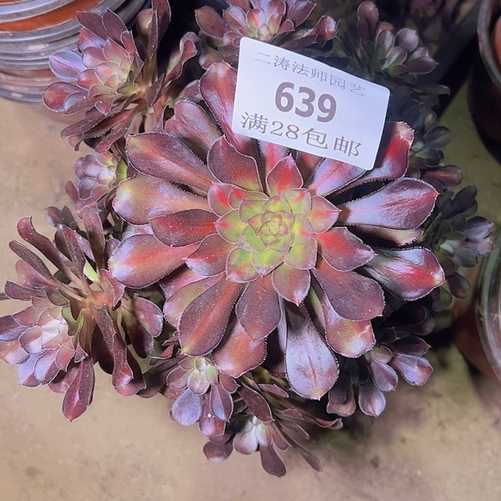639晚霞多肉植物老桩