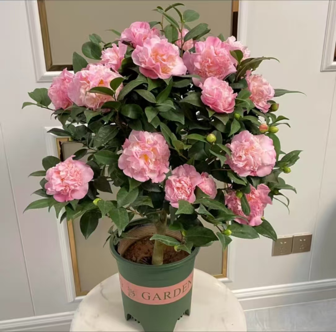 精品8年香妃茶花盆栽花卉植物室内花庭院阳台好养活绿植基地直销