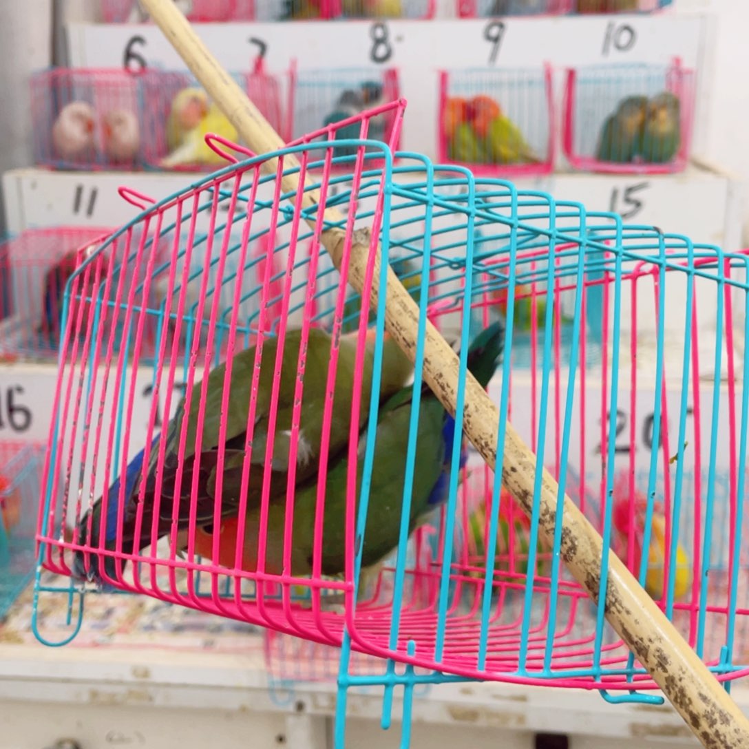 桃脸牡丹鹦鹉幽****牡丹