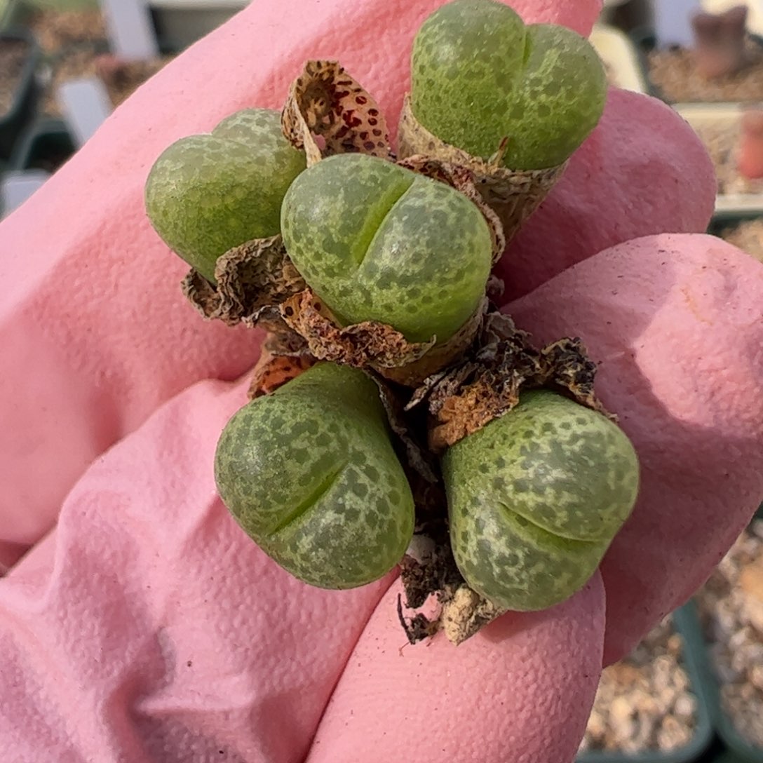 832 好看的多肉冲冲冲q