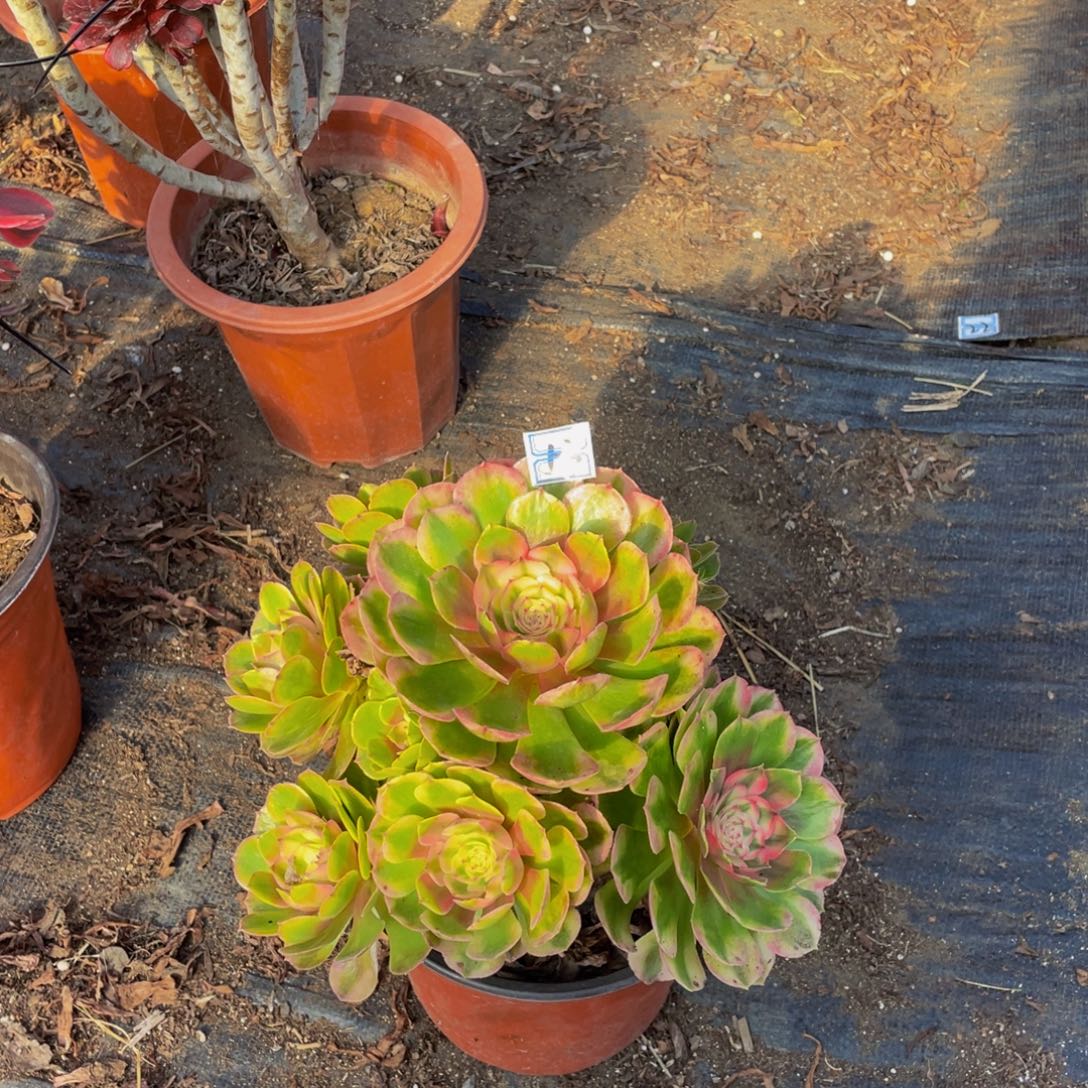 励志小花老桩53鲜花老桩