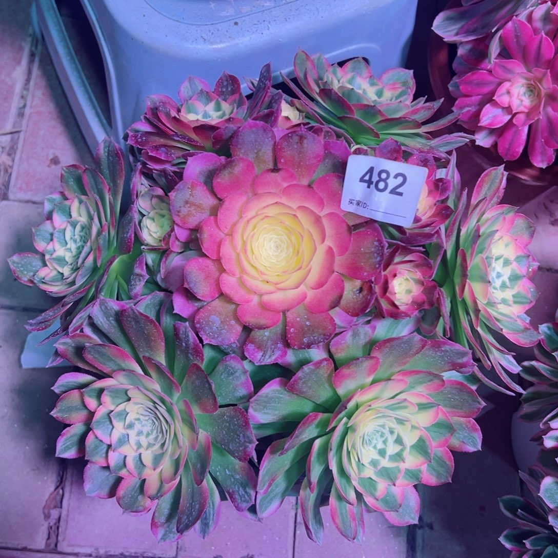 482海仙法师多肉植物